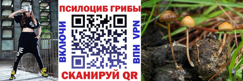Галлюциногенные грибы Cubensis  купить закладку  Мураши 